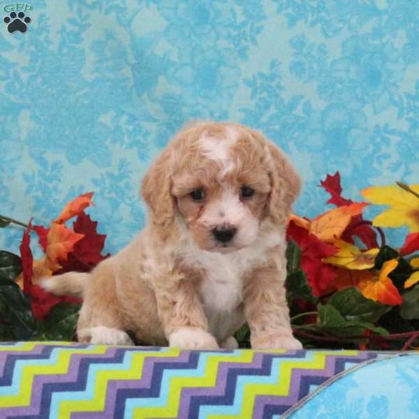 Cashew, Bich-Poo Puppy